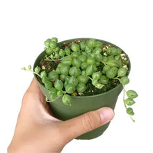 Load image into Gallery viewer, 4 inch potted succulent
