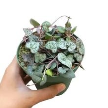 Load image into Gallery viewer, 4 inch potted succulent