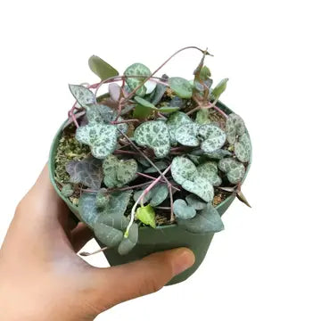 4 inch potted succulent