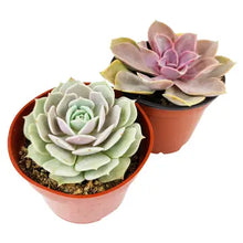 Load image into Gallery viewer, 4 inch potted succulent