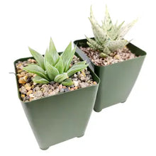 Load image into Gallery viewer, 4 inch potted succulent