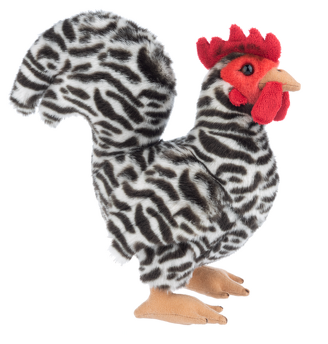 Dominique Chicken The Heritage Collection